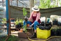 Smiling lovely young woman florist arranging plants in flower shop. The hobby has grown into a small business. Royalty Free Stock Photo