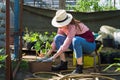 Smiling lovely young woman florist arranging plants in flower shop. The hobby has grown into a small business. Royalty Free Stock Photo