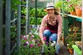 Smiling lovely young woman florist arranging plants in flower shop. The hobby has grown into a small business. Royalty Free Stock Photo