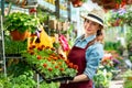 Smiling lovely young woman florist arranging plants in flower shop. The hobby has grown into a small business. Royalty Free Stock Photo