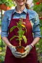 Smiling lovely young woman florist arranging plants in flower shop. The hobby has grown into a small business. Royalty Free Stock Photo