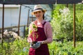 Smiling lovely young woman florist arranging plants in flower shop. The hobby has grown into a small business. Royalty Free Stock Photo