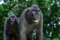 Smiling macaque. Celebes crested macaque , also known as the crested black macaque, Sulawesi crested macaque, or the black ape. Royalty Free Stock Photo