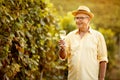 Male vintner harvest wine in vineyard