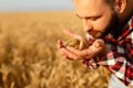 Smiling man holding ears of wheat near his face and nose on a background a wheat field. Happy agronomist farmer sniffs Royalty Free Stock Photo