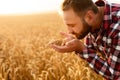 Smiling man holding ears of wheat near his face and nose on a background a wheat field. Happy agronomist farmer sniffs Royalty Free Stock Photo