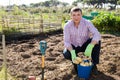 Man picking fresh potatoes during harvesting in garden Royalty Free Stock Photo