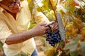 Smiling man picking red wine grapes on vine Royalty Free Stock Photo