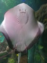 Smiling Manta Ray