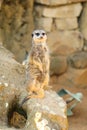 Smiling meerkat sitting on rock