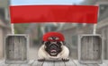 Smiling merchant pug puppy dog with hat and blank red promotional banner sign, selling at street market