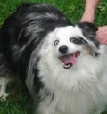 Smiling Mini Australian Shepherd