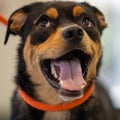 Smiling mixed breed dog at the shelter Royalty Free Stock Photo