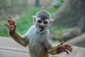 Smiling Monkey at the zoo, Cali, Colombia