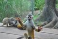 Smiling Monkey at the zoo, Cali, Colombia