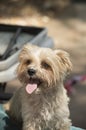 The smiling morkie looking into the distance