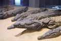 smiling mummified crocodile in crocodiles museum in Kom Ombo