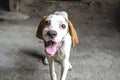 Smiling muzzle white with auburn four-month puppy pointer