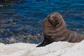 Smiling New Zealand Fur Seal (kekeno) on rocks at Kaikoura Seal Royalty Free Stock Photo
