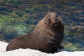 Smiling New Zealand Fur Seal (kekeno) on rocks at Kaikoura Seal Royalty Free Stock Photo