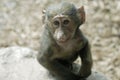 Smiling Olive Baboon Royalty Free Stock Photo