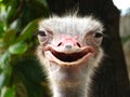 Smiling Ostrich Royalty Free Stock Photo