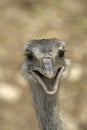 Smiling ostrich