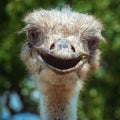 Smiling ostrich close-up. Funny bird