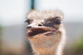 Smiling ostrich. ostrich head on blurred background Royalty Free Stock Photo