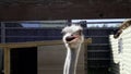 Smiling ostrich head