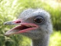 Smiling ostrich