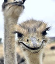 Smiling ostrich. Portrait of a funny laughing ostrich. Common ostrich bird head top view close-up with light background.