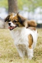 smiling Papillon dog Royalty Free Stock Photo