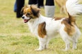 Smiling Papillon dog Royalty Free Stock Photo