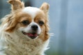 Smiling Papillon dog Royalty Free Stock Photo