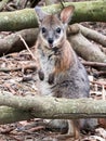 Smiling Parma wallaby close up Royalty Free Stock Photo