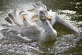 a smiling pelican on the pond Royalty Free Stock Photo