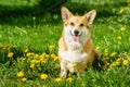 Smiling Pembroke Welsh Corgi puppy sitting in the grass dandelion garden