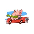 Smiling pig riding red car. Cute humanized animal. Funny cartoon character. Vector design