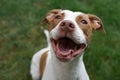 Smiling Pit Bull Puppy Happy To Be Adopted