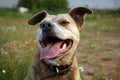 Smiling pitbull dog. Royalty Free Stock Photo