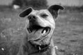 Smiling pitbull dog in black and white Royalty Free Stock Photo