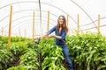 Experienced agronomist taking care of vegetables in a hothouse Royalty Free Stock Photo