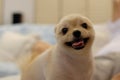 Smiling Pomeranian