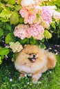 Smiling Pomeranian dog relaxing under light pink Hydrangea flowers