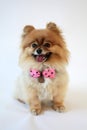 Smiling Pomeranian with polka dots bow