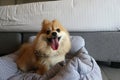 Smiling Pomeranian dog sitting on dog bed on the floor next the the bed