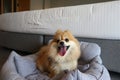 Smiling Pomeranian dog sitting on dog bed on the floor next the the bed