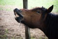 Smiling poney in fields