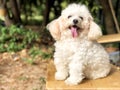 Smiling poodle dog sitting on chair in the park Royalty Free Stock Photo